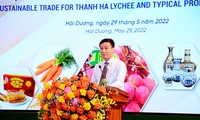 Hai Duong promueve el comercio de lichi de Thanh Ha