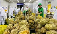 Perspectivas para las exportaciones de frutas vietnamitas en 2023