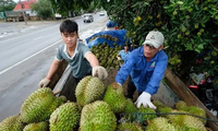 Nuevo récord de exportaciones de frutas y hortalizas para Vietnam este año