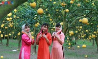 El jardín de pomelo Phuc Dien - lugar idoneo para amantes de la fotografía