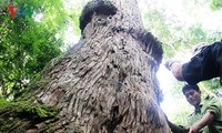 越南广南省725棵越桧被列入越南遗产树名录