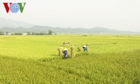 FAO预测越南2017年跻身大米产量最大的5国行列