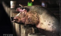 世界卫生组织密切关注中国对猪流感的研究