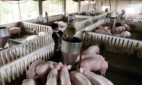 推动越南饲养业朝着工业化现代化方向发展