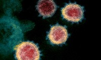 越南新发现的南非新冠病毒新变种传播速度快、传播力强