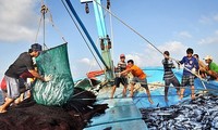 越南决心打击海产非法捕捞，力争取消黄牌警告