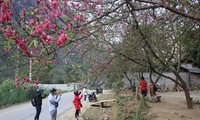 Une fête des fleurs de pêcher sur le plateau de Dông Van  