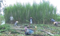 Une bonne récolte de cannes à sucre à Hâu Giang