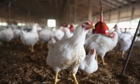 Durcir les mesures pour empêcher la propagation de l'épidémie de grippe aviaire au Vietnam
