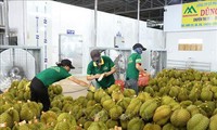 Un premier lot de durians exporté vers la Chine