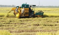 Vietnamese rice makes name in world market