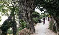 Tale of a 500-year-old tree serving as a village gate