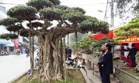 Triều Khúc, la passion des bonsaïs  