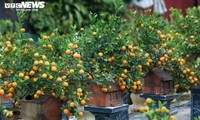 Têt: Les kumquats-bonsaïs en vogue 