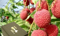  Vietnamese fresh lychee to Japan sold out in 24 hours