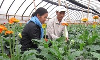 Die Neuorganisation der Ackerflächen in Gemeinden rund um Hanoi 