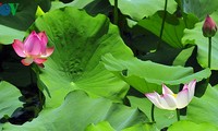 Lotus-Blüte in der Kaiserstadt Hue 