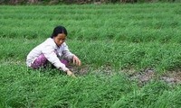  Investitionsprojekt gegen den Klimawandel in Quang Tri.
