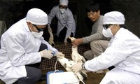 Vorbeugung gegen Vogelgrippe-Viren H5N1 und H7N9 