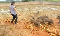 Ninh Moc Sau entkam die Armut durch Zucht der Wildschweine