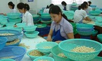 Vietnam ist der weltweit größte Cashewnüsse-Exporteur in den vergangenen acht Jahren