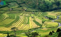 Geschicklichkeit der Mong beim Reisanbau