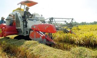 Langfristige Strategie über Reisproduktion zum Export