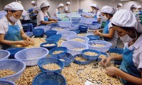Cashewnüsse Vietnams entsprechen der Hälfte des weltweiten Exports