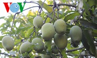 Bauern in Son La erhalten die Obstsorte „Mango-Yen Chau“