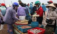 Morgens auf dem Fischmarkt in der Gemeinde Giao Hai in Nam Dinh