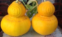 Anbau von geformten Früchten für den Altar zum Neujahrsfest in Chau Thanh