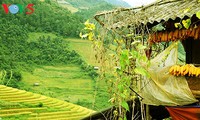 Reisterrassen in Mu Cang Chai - Die prächtige Schönheit im Hochland im Nordwesten