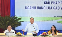 Nachhaltige Entwicklung des Reises im Mekongdelta