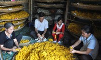 Der Beruf des Anbaus der weißen Maulbeere und der Seidenraupenzucht in Thieu Hoa, Thanh Hoa