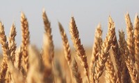 Die USA siegen gegen China beim Streit über Getreidesubventionen