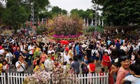 Rekord für das japanische Kirschblütenfest in Hanoi