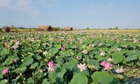 Wertsteigerung der Produkte aus Lotus in Dong Thap