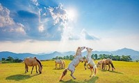 Weiße Pferde in der Wiese Khau Sao der Bergprovinz Lang Son