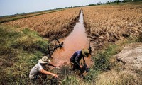 Lösungen zur Anpassungen an die Versalzung im Mekong-Delta