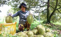 Das erste Durian-Fest in der Provinz Dong Thap