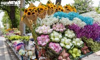Die Schönheit der Lotusblumen in Hanoi