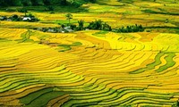Les champs de Mù Cang Chai parmi les destinations les plus colorées au monde