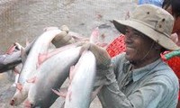 Bộ Thương mại Mỹ công bố thuế suất cá tra phi lê đông lạnh nhập khẩu từ Việt Nam