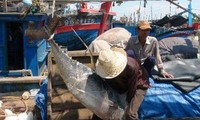 Tổ chức khai thác, bảo quản, thu mua chế biến cá ngừ đạt hiệu quả