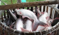 Sản phẩm cá da trơn của Việt Nam bị áp thuế cao phi lý tại Mỹ 