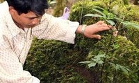 Chương trình bảo tồn và phát triển cây thuốc Việt Nam