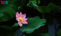 Chiêm ngưỡng vẻ đẹp dịu dàng của hoa sen xứ Huế