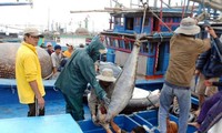 Tổ chức sản xuất cá ngừ theo chuỗi giá trị