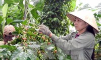 Hỗ trợ nông dân Đắk Lắk kỹ năng canh tác cà phê bền vững, nâng cao thu nhập 
