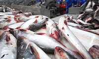 США введут более строгие правила в отношение бесчешуйчатой рыбы
